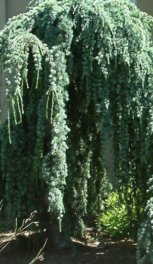 Cedrus libani Glauca Pendula - Cedr libanonský.jpg