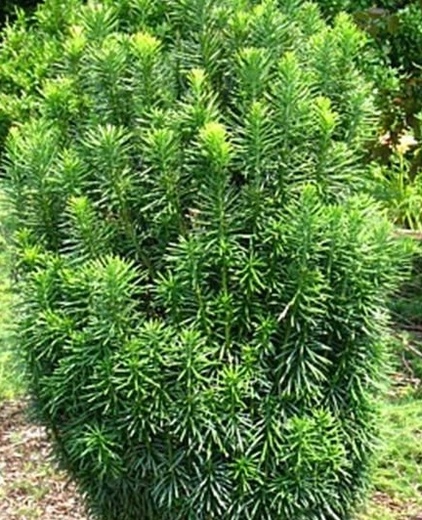 Cephalotaxus harringtonia 'Fastigiata' - Hlavotis peckovicový.jp