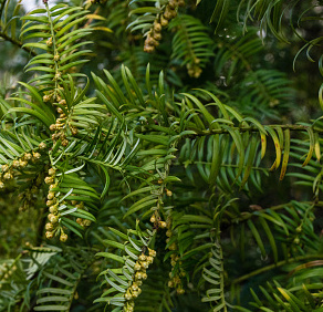 Cephalotaxus - Hlavotis.jpg