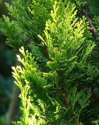 Chamaecyparis lawsoniana Alumigold - Cypřišek Lawsonův.jpg