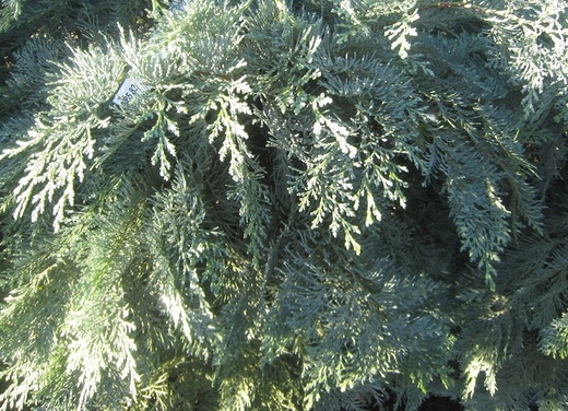 Chamaecyparis lawsoniana Blue Bautzener - Cypřišek Lawsonův.jpg