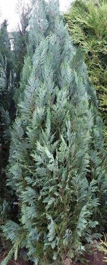 chamaecyparis lawsoniana Columnaris - Cypřišek Lawsonův.jpg