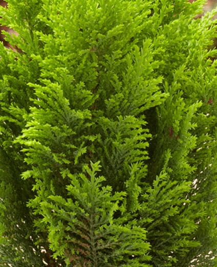 chamaecyparis lawsoniana Ellwoodii Empire.png