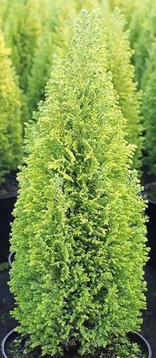 chamaecyparis lawsoniana Ellwoodii gold pillar - Cypřišek Lawson