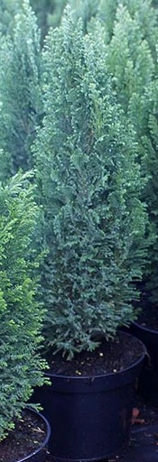 chamaecyparis lawsoniana ellwoodii.jpg