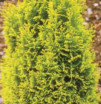 chamaecyparis-lawsoniana-ellwoods-gold - Cypřišek Lawsonův.jpg