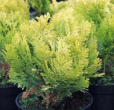 chamaecyparis lawsoniana minima aurea.jpg