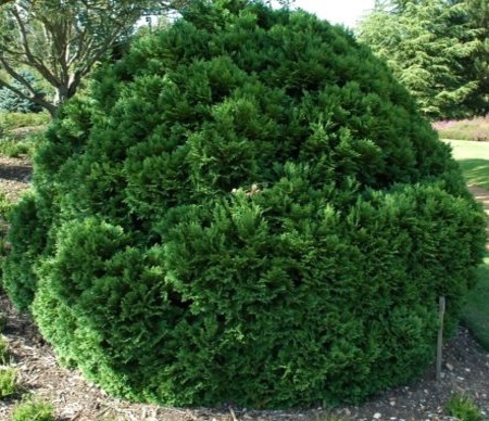 Chamaecyparis lawsoniana Minima Glauca-2.jpg