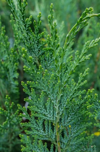 Chamaecyparis lawsoniana 'Minima Glauca'.jpg