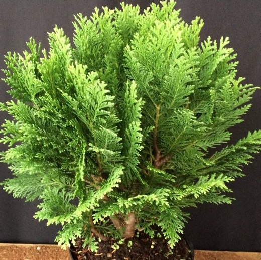 chamaecyparis-lawsoniana-minima-glauca.jpg