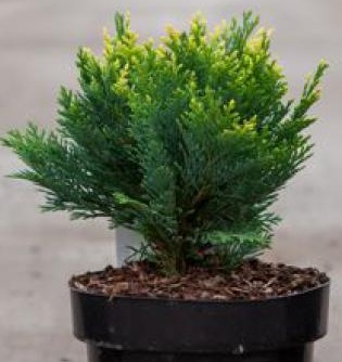 chamaecyparis lawsoniana pygmaea argentea.jpg