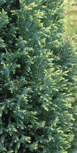 chamaecyparis lawsoniana Snow white.jpg