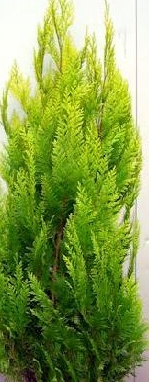 chamaecyparis lawsoniana Stardust.jpg