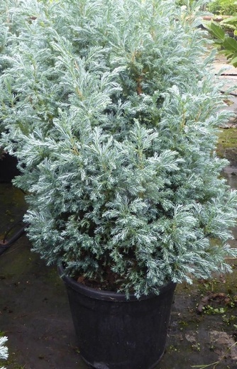 chamaecyparis pisifera baby blue.jpg