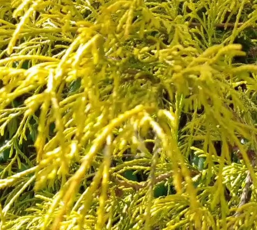 chamaecyparis pisifera filifera aurea.jpg