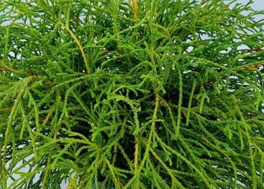 chamaecyparis pisifera filifera nana.jpg