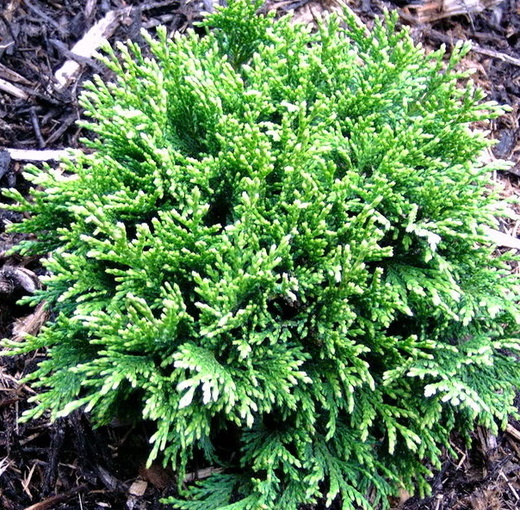 chamaecyparis pisifera filips happy day.JPG