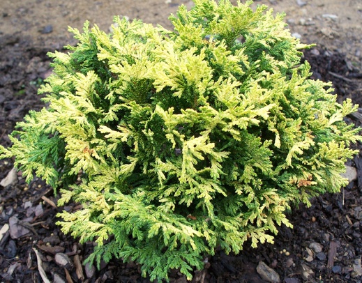 chamaecyparis pisifera golden cushion.jpg