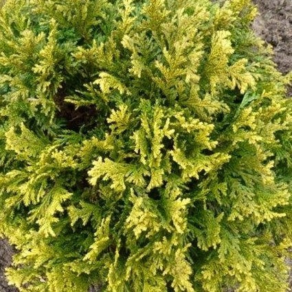 CHAMAECYPARIS PISIFERA GOLDEN PIN CUSION.jpg