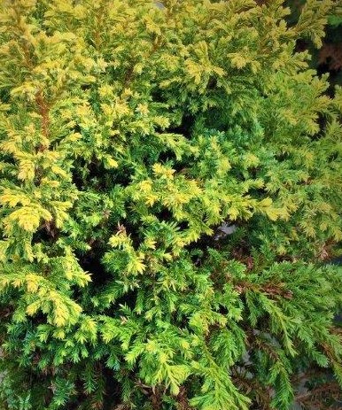 Chamaecyparis pisifera Juniperoides Nana.jpg