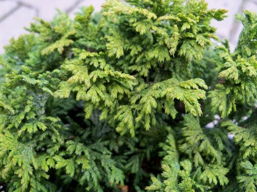 Chamaecyparis pisifera 'Nana'.jpg