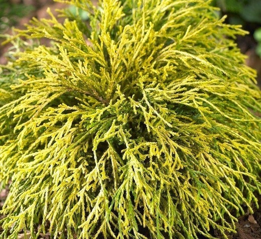 chamaecyparis pisifera sungold.jpg