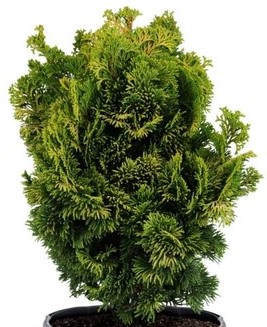 CHAMAECYYPARIS OBTUSA NANA AUREA.jpg