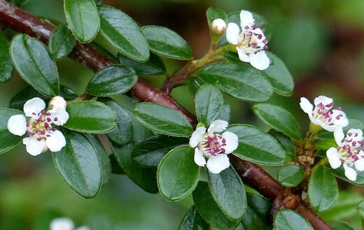 Skalník Skogholm - COTONEASTER SUECICUS X SKOGHOLM