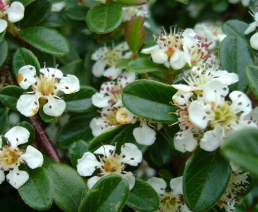 Skalník Coral Beauty -COTONEASTER X SUECICUS CORAL BEAUTY