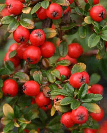 Skalník Royal Carpet - COTONEASTER X SUECICUS ROYAL CARPET