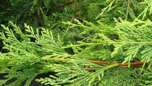 Cupressocyparis leylandii 'Tweeduizendéén' - Cypřišovec Leylandů