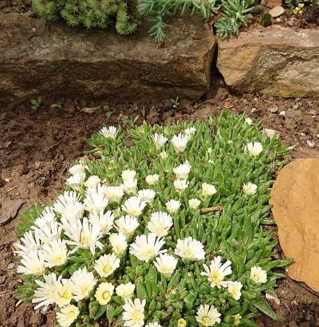 Delosperma basuticum  'White Nugget' (2).jpg