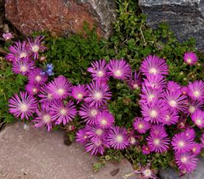 Delosperma_John_Proffitt_Table_Mountain (2).JPG