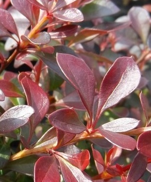 Dřišťál Thunbergův Atropurpurea-BERBERIS THUNBERGII ATROPURPURE