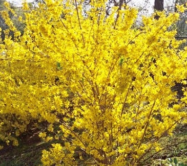 Forsythia intermedia Goldzauber zlatice-prostedni.jpg