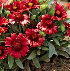 Gaillardia aristata 'Arizona Red Shades' (2).jpg