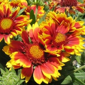 Gaillardia aristata 'Arizona Sun'.jpg