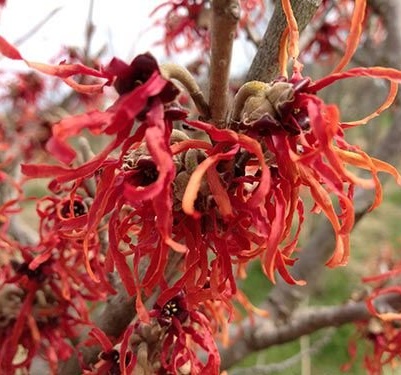 Hamamelis intermedia Diane - Vilín.jpg