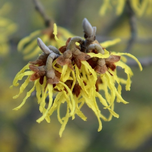 Hamamelis intermedia Palida - Vilín.jpg