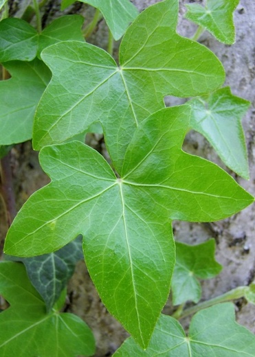 Hedera helix - Břečťan popinavý.jpg