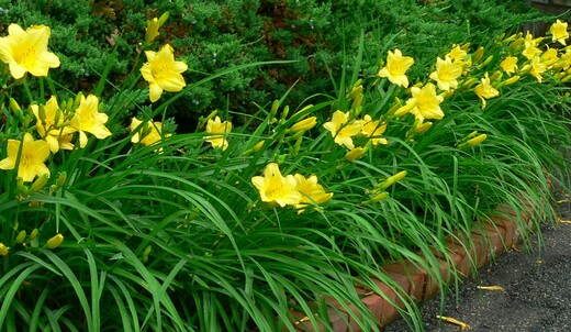 Hemerocallis 'Bitsy' (2).jfif