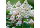 Hortenzie latnatá Early Harry -  Hydrangea paniculata Early Harr