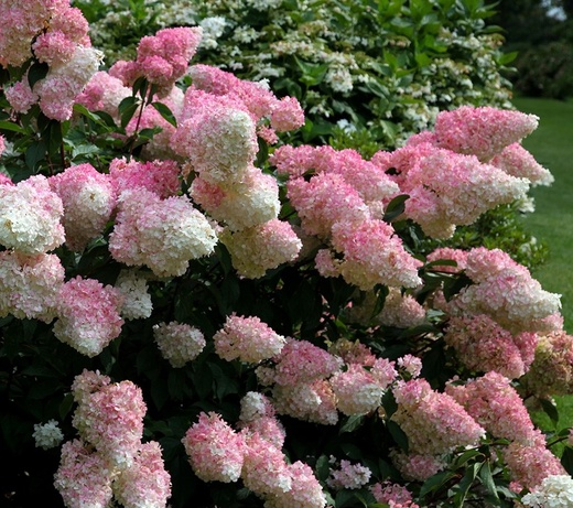 Hortenzie latnatá Vanille Fraise - Hydrangea paniculata Vanille-