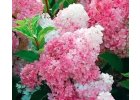 Hortenzie latnatá Vanille Fraise - Hydrangea paniculata Vanille-