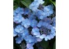 Hortenzie pilovitá Summer Glow PBR - HYDRANGEA SERRATA SUMMER GL