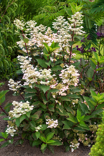 Hydrangea paniculata Early Harr.jpg