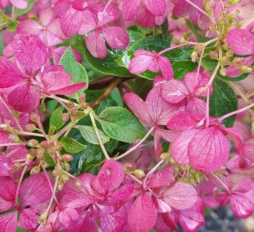 Hortenzie latnatá Magical Fire PBR - HYDRANGEA PANICULATA