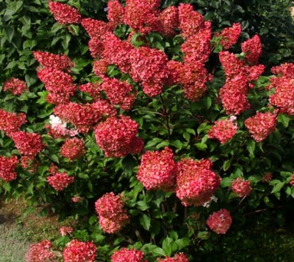 Hydrangea paniculata Wim s Red1.jpg