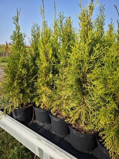 Thuja occidentalis 'Smaragd'.jpg