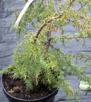 Jalovec Horstmann Pendula.jpg